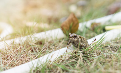 Small frog on rubber band in the park., Little frog on the green grass.