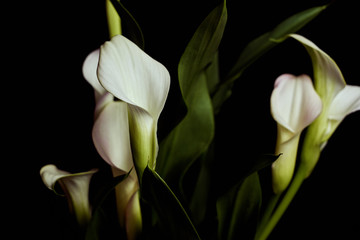 weisse Calla Lilien