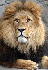 Plakat Majestic Lion