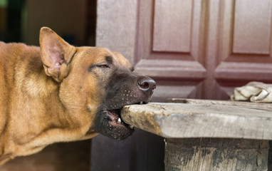 Thai ridgeback dog bite wooden chair at the house.