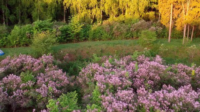 Early dawn low light aerial footage of lilac garden at spring 