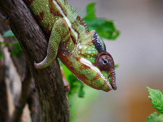 Caméléon