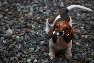 Dachshund Dog Spring Garden