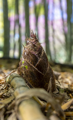  Close up of a little bamboo sprout. Giant bamboo trunks and the pink flowers of a Giuda's tree in the background.