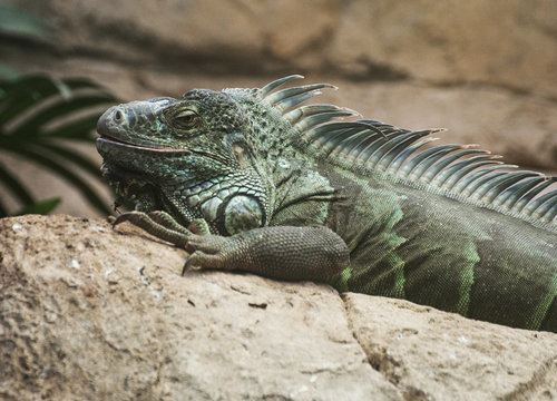  Green Iguana (Iguana iguana)