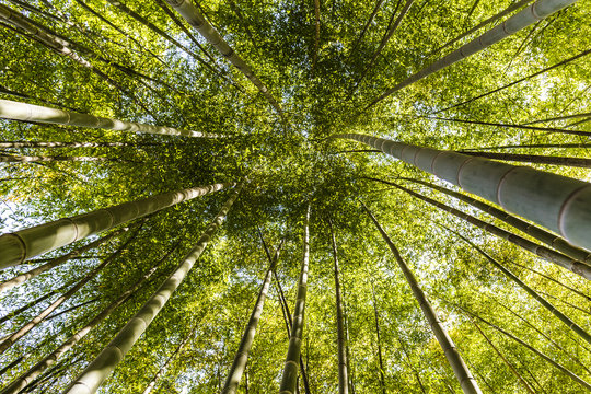 A natural green roof. Bottom up view of a Giant Bamboo garden in Rome during Springtime. © KRINAPHOTO