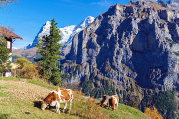 Alpine cows at meadow with Eiger and Monk mountains, Murren, Bernese Highlands, Switzerland