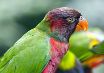  A single parrot (Trichoglossus haematodus, lorius chlorocercus)