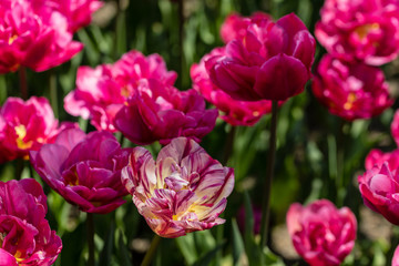 Tulipa Blue Amiable