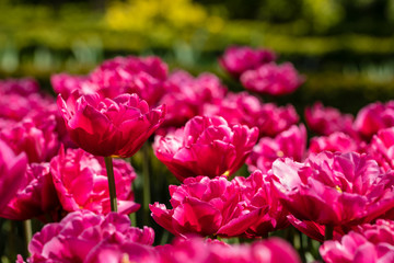Obraz premium Tulipa Blue Amiable