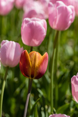 Tulipa Pink Diamond