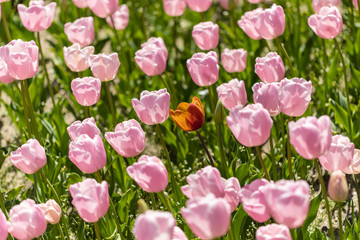 Fototapeta premium Tulipa Pink Diamond