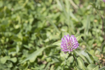 Pink trifolium trefoil in a green grass and leaves