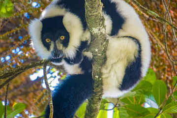 Critically endangered black-and-white ruffed lemur (Varecia variegata), Ranomafana (hot water in Malagasy) National Park, Madagascar