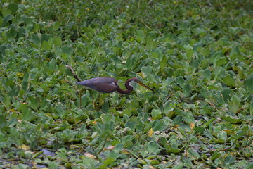 Beautiful tricolored heron wading in marsh, covered in green plants.