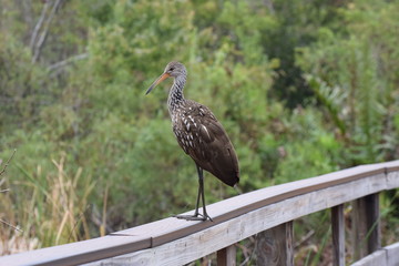 Limpkin on wooden railing of boardwalk, nature preserve.
