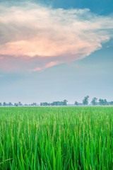 Green rice field with big cloud blue sky background.Portrait size image.