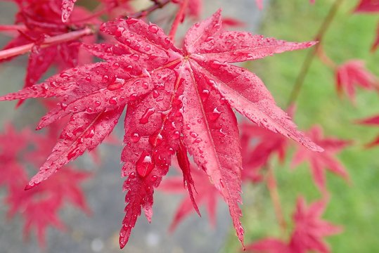 Close-up of Acer Palmatum 'Osakazuki' Japanese Maple