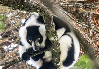 Fototapeta premium Critically endangered black-and-white ruffed lemur (Varecia variegata), Ranomafana (hot water in Malagasy) National Park, Madagascar