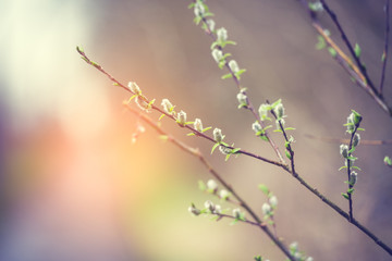 blossoming willow, sunny, tinted