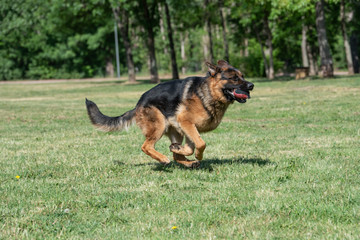 Adult German Shepherd Running Through the Grass