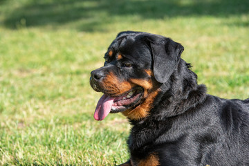 Fototapeta premium Head shot of Rottweiler. Selective focus on the dog