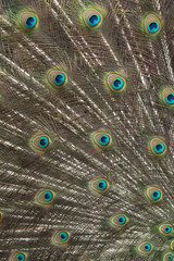 Obraz premium Male peacock showing its plumage to nearby females