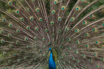 Naklejka premium Male peacock showing its plumage to nearby females