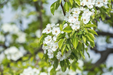 Close up of White Blossom Pear Tree Branch, during Spring Season on Green White Background