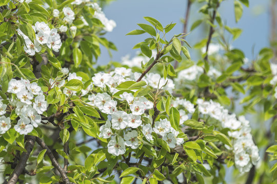 Close up of White Blossom Pear Tree Branch, during Spring Season on Green White Background