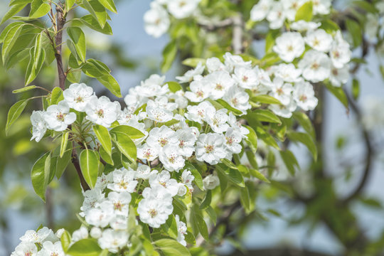 Close up of White Blossom Pear Tree Branch, during Spring Season on Green White Background