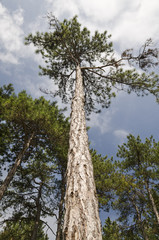 Fototapeta premium Close to the beautiful trees in the fields of Bulgaria