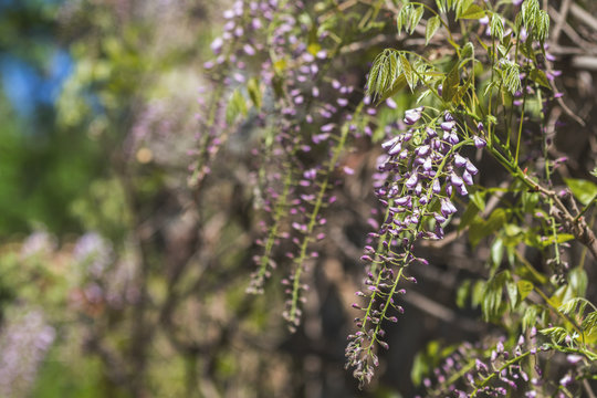 Closeup of pink flower clusters of an Wisteria in full bloom in spring
