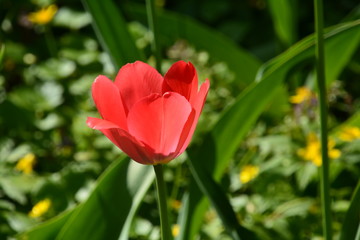 flowers flora tulips hyacinths Bud petal bright red yellow orange lilac green crimson pink white blue garden vegetabl garden flower bed color plantation stamen pistil bloom