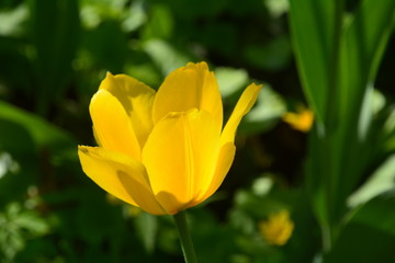 flowers flora tulips hyacinths Bud petal bright red yellow orange lilac green crimson pink white blue garden vegetabl garden flower bed color plantation stamen pistil bloom