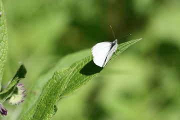 Kohrlweißling auf einem Blatt