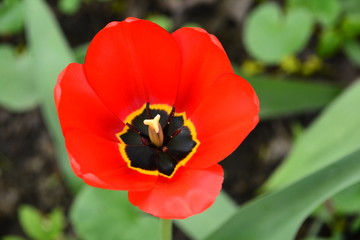 flowers flora tulips hyacinths Bud petal bright red yellow orange lilac green crimson pink white blue garden vegetabl garden flower bed color plantation stamen pistil bloom