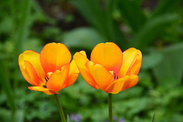 flowers flora tulips hyacinths Bud petal bright red yellow orange lilac green crimson pink white blue garden vegetabl garden flower bed color plantation stamen pistil bloom