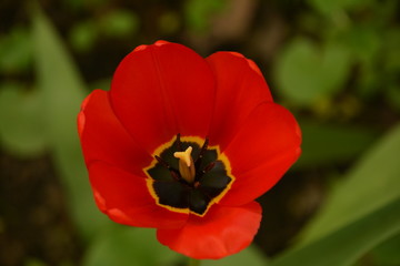 Fototapeta premium flowers flora tulips hyacinths Bud petal bright red yellow orange lilac green crimson pink white blue garden vegetabl garden flower bed color plantation stamen pistil bloom