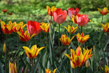 Obraz premium flowers flora tulips hyacinths Bud petal bright red yellow orange lilac green crimson pink white blue garden vegetabl garden flower bed color plantation stamen pistil bloom
