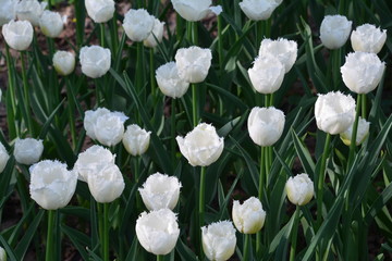 flowers flora tulips hyacinths Bud petal bright red yellow orange lilac green crimson pink white blue garden vegetabl garden flower bed color plantation stamen pistil bloom