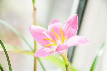 Pink flower of rosepink zephyr lily or pink rain lily (Zephyranthes carinata)