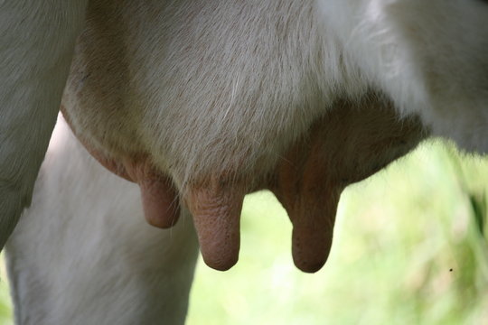 frische Milch von gl&uuml;cklichen K&uuml;hen