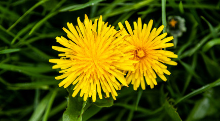 Zwei Löwenzahnblüten im hohen Gras