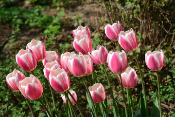 flowers flora tulips hyacinths Bud petal bright red yellow orange lilac green crimson pink white blue garden vegetabl garden flower bed color plantation stamen pistil bloom