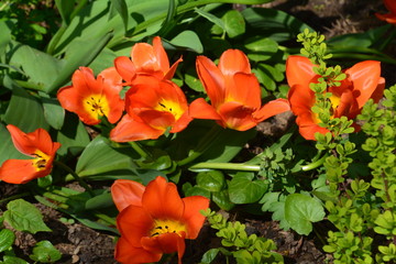 flowers flora tulips hyacinths Bud petal bright red yellow orange lilac green crimson pink white blue garden vegetabl garden flower bed color plantation stamen pistil bloom