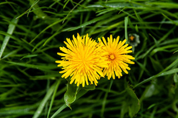 Zwei Löwenzahnblüten im hohen Gras