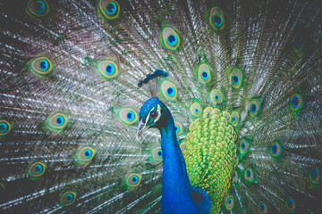 Obraz na płótnie Canvas Portrait of beautiful peacock with feathers out