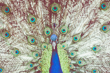 Obraz premium Portrait of beautiful peacock with feathers out