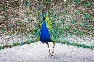 Obraz premium Portrait of beautiful peacock with feathers out